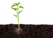 plant growing