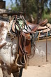 Western saddle with bridle