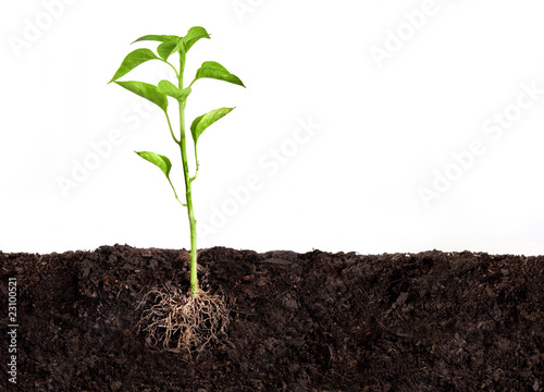 Foto: plant growing plant growing