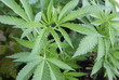 marihuana marihuana