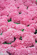 Pink hydrangea