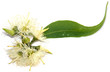 eucalyptus, feuille, fleurs et capsules, fond blanc