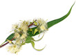 eucalyptus, feuille, fleurs et capsules sur fond blanc