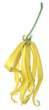 fleur d'ylang-ylang, cananga odorata, fond blanc