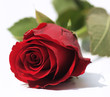 Rote Rose ganz nah
