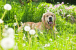 Gold retrivet in grass