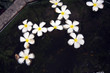Plumeria Blüte (Frangipani) schwimmt im Wasser