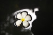 Plumeria Blüte (Frangipani) schwimmt im Wasser