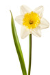 White Spring Daffodil Flower Isolated on White Background White Spring Daffodil Flower Isolated on White Background