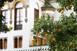 Orange Tree outside an Andalucian builidng Orange Tree outside an Andalucian builidng