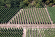 Weinberge in Saarburg