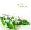 lily of the valley lily of the valley