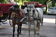 Foto: Horse and carriage Horse and carriage