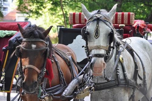 Foto: Horse and carriage Horse and carriage