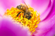 bee in flower