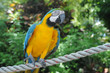perroquet Ara Ararauna, au jardin botanique de Deshaie