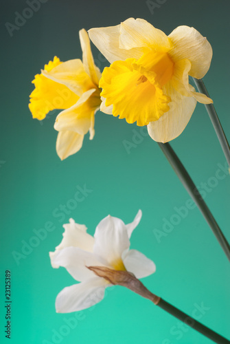 Photo: yellow and white narcissus on green background yellow and white narcissus on green background