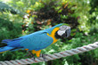 perroquet Ara Ararauna, au jardin botanique de Deshaie