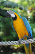 perroquet Ara Ararauna, au jardin botanique de Deshaie