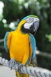 perroquet Ara Ararauna, au jardin botanique de Deshaie