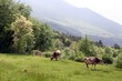 Two cows graze on mountain side