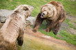 Two brown bears Two brown bears