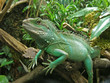 grüne wasser agame leguan