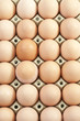 Eier