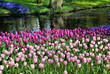 tulipes