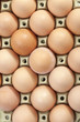 Eier