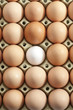 Eier