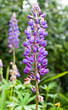 Beautiful flower