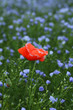 Coquelicot dans du lin