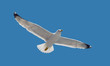 Foto: Nature collection - Seagull during flight in the sky Nature collection - Seagull during flight in the sky