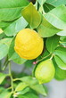 due limoni