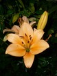 Lilienblüte