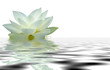 reflet fleur de lotus