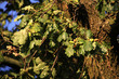 Alte Stieleiche im Sommer