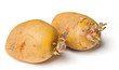 Potato seeds on white background Potato seeds on white background