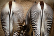 Zebra patterns