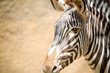 Zebra portrait
