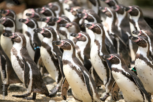 Photo: Peruvian Penguins, Austria Peruvian Penguins, Austria