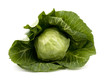 Fresh cabbage
