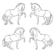 circus horse