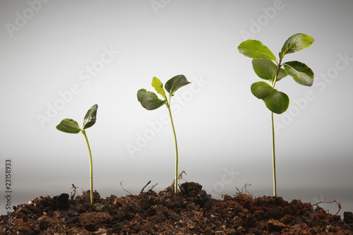 Photo: growing growing