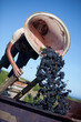 récolte du raisin