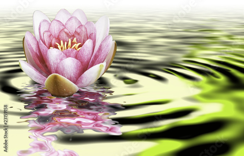 Photo: Flor de loto Flor de loto