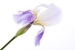 iris flower iris flower