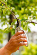 Gardening