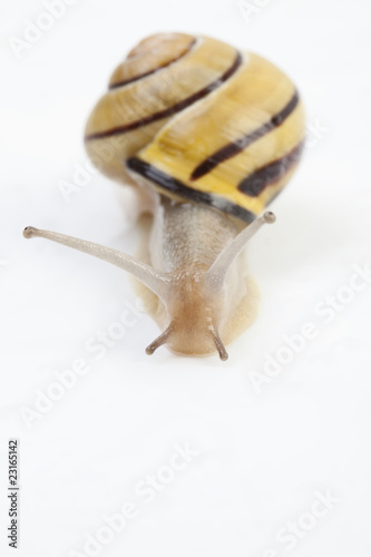 Photo: Schnecke Schnecke